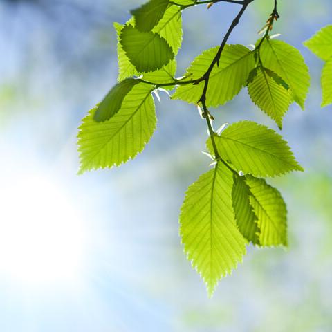 Green leaves on a tree branch.